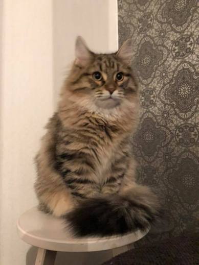 47028342_1995023123919725_9201777224758329344_n